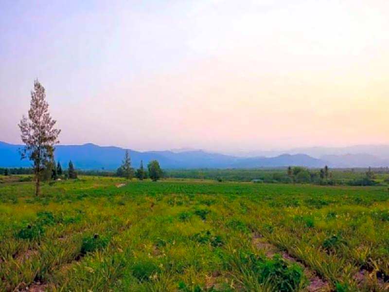 Baanrai Areeya