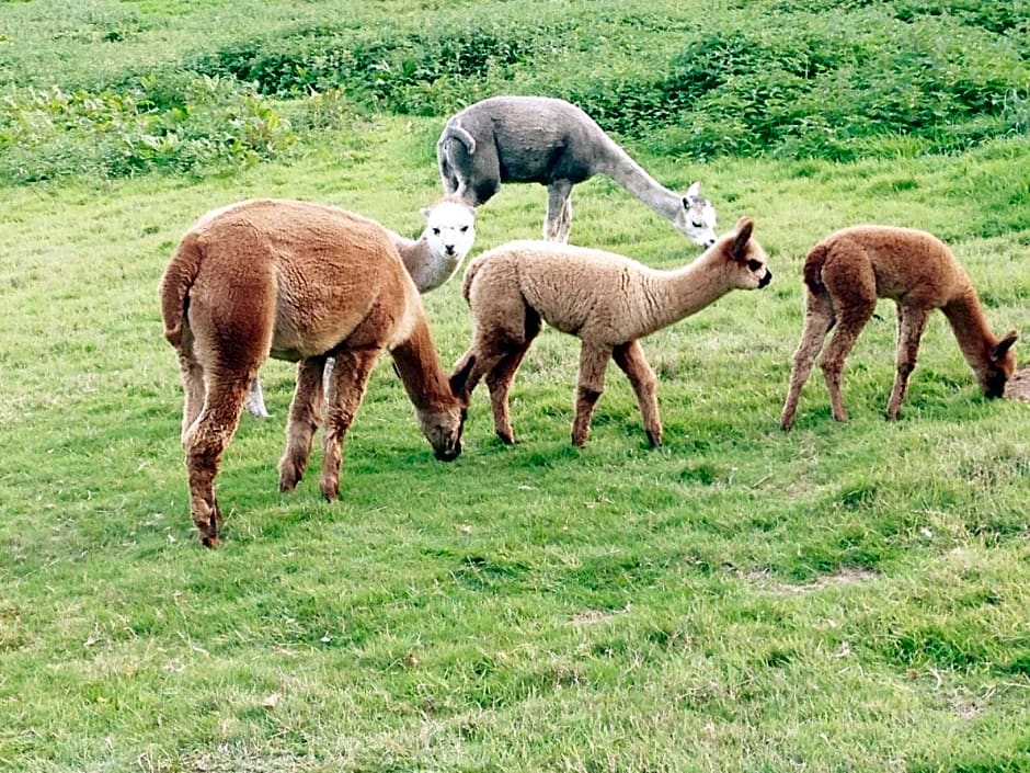 Chart House Bed and Breakfast