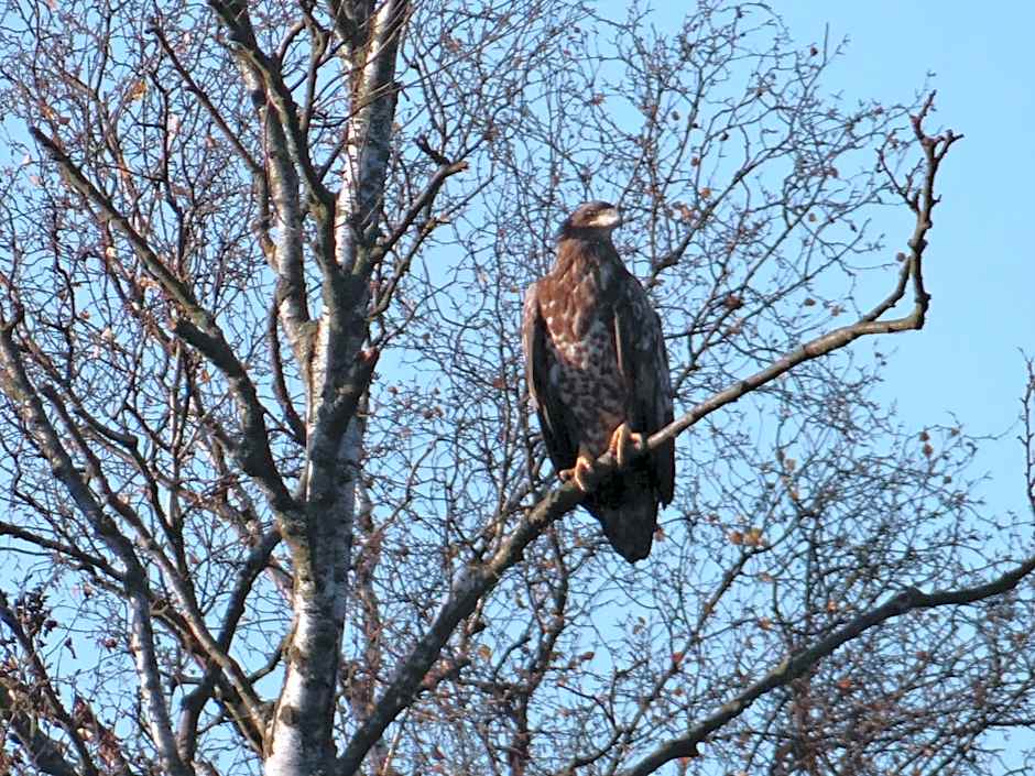 Hotel und Restaurant Am Peenetal