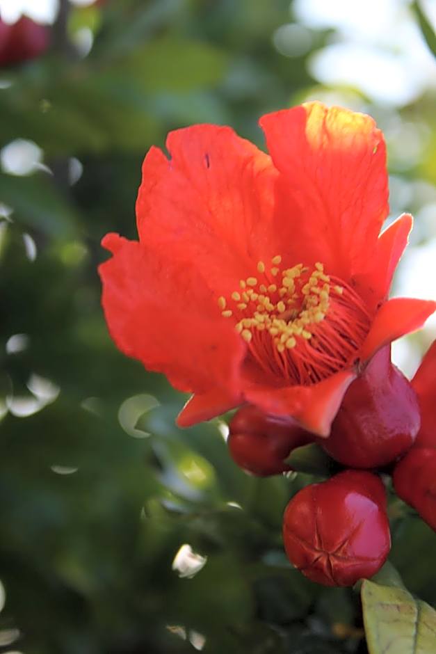 Cirali Armira Bungalow