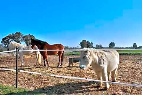 Casa Ecuestre Carmen Martínez