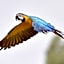 Parrot World - Les Lodges