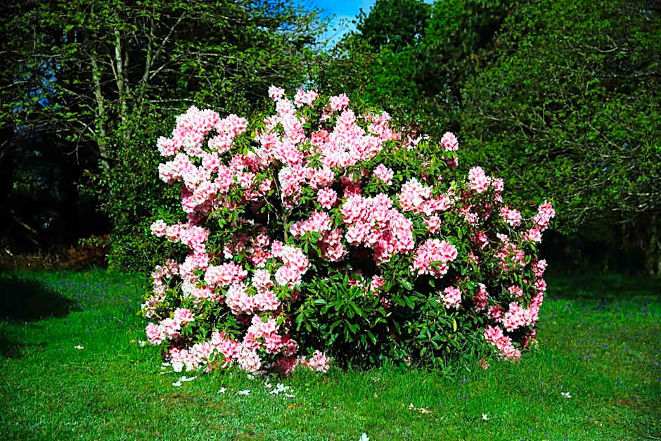 Aux Arbres Chanteurs