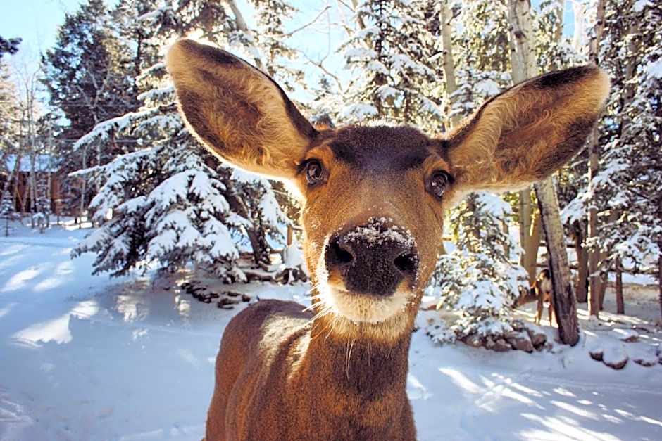 Aspen Springs Angel Fire