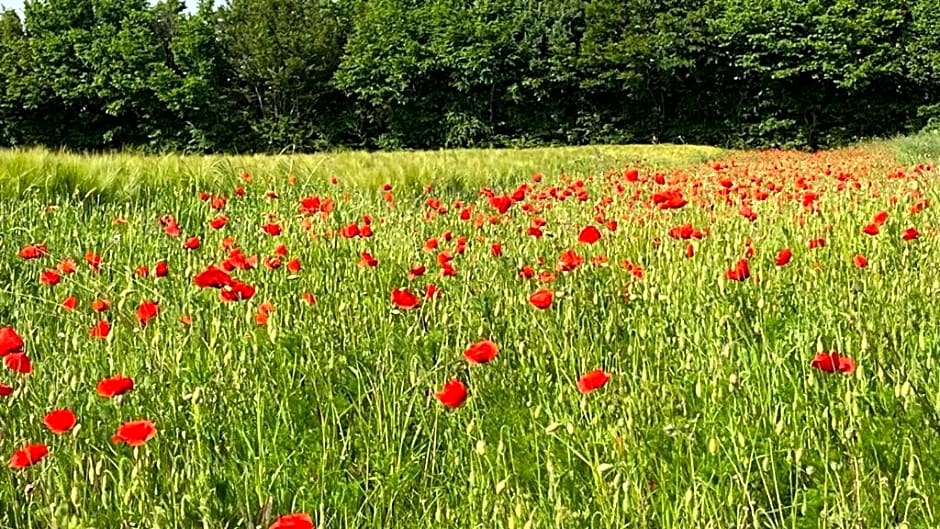 TENDANCE CAMPAGNE Chambre d'hôtes