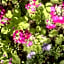 Agterplaas Guesthouse Pty Ltd