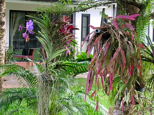 B&B Forest Hill Khao Yai