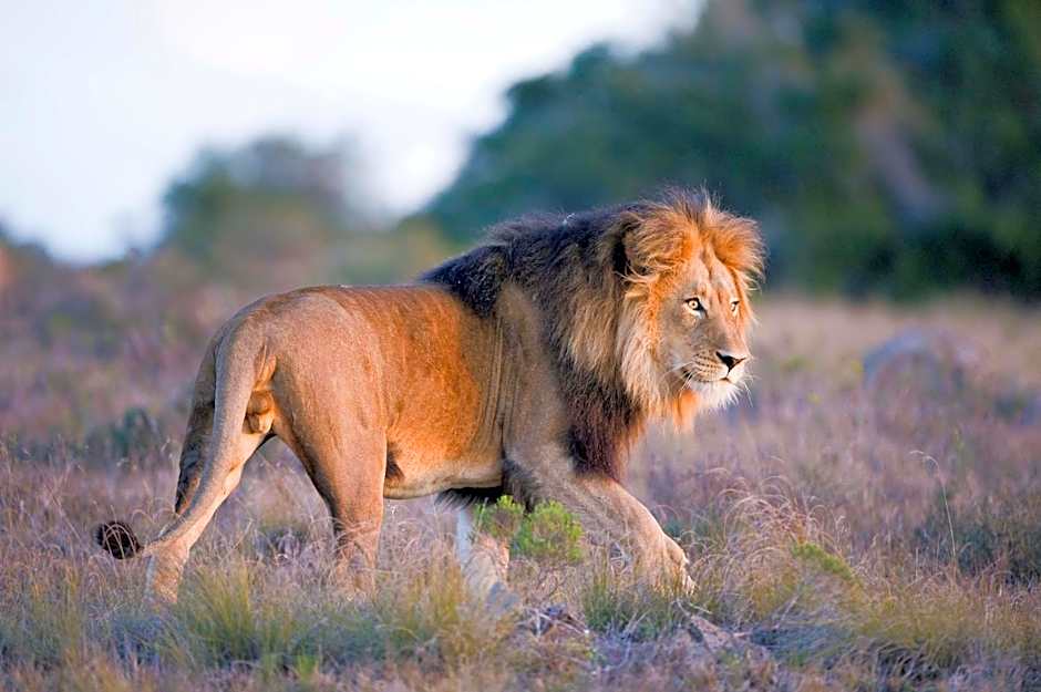 Hlosi Game Lodge - Amakhala Game Reserve