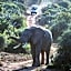 Addo Elephant Safari Lodge - Bellevue Forest Reserve