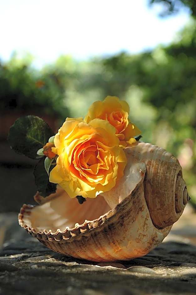 Rooster Guesthouse Rooms