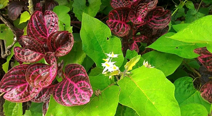 My Home @ Golden Hills Apartment