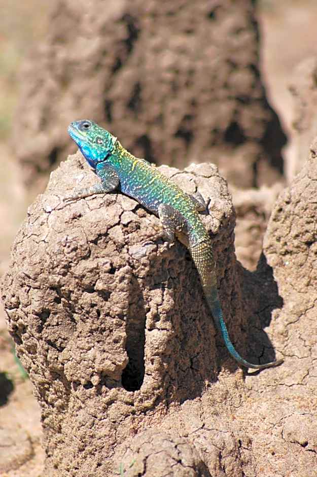 Mara Intrepids Tented Camp