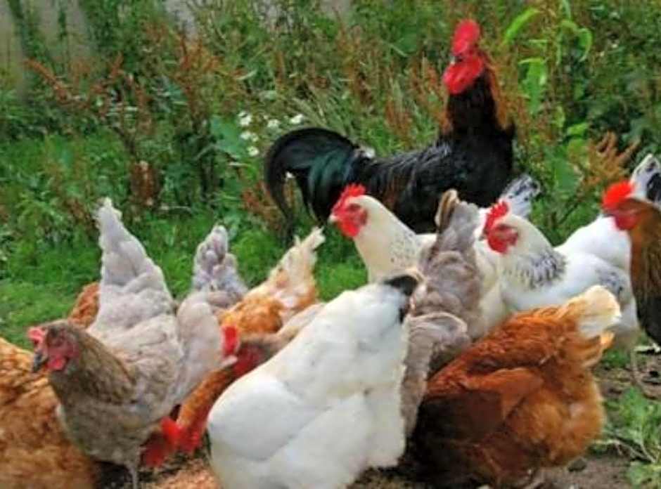 Eco Village Mojkovac