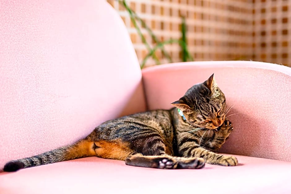 Yufuin Waraneko no Yado