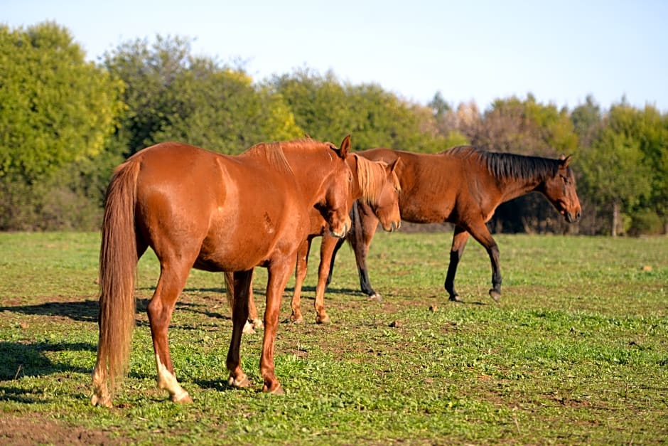 Quinta Da Samoqueirinha