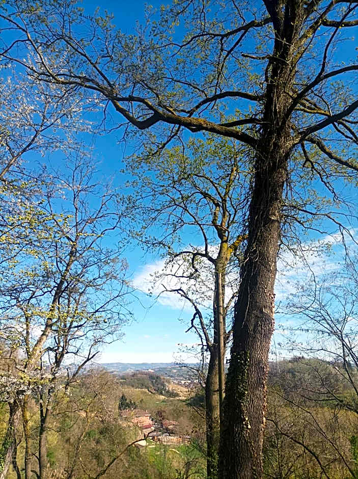 AMERICA NEI BOSCHI B&B