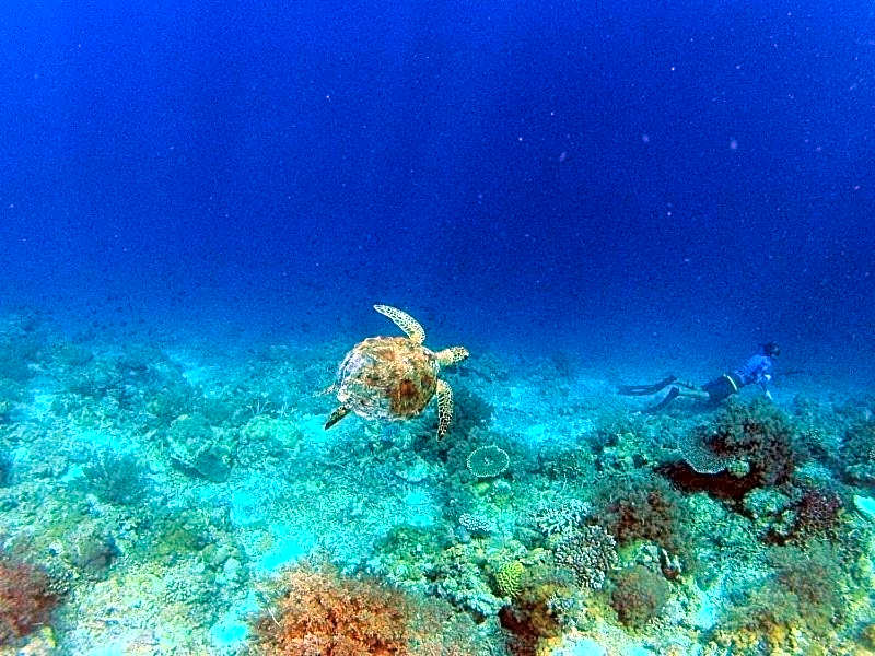 Nini's Beach Bungalows