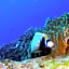 Coral Divers