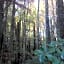 Punakaiki Treehouse