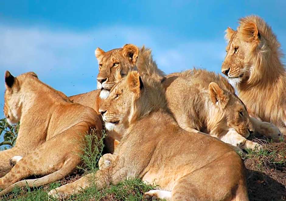 AA Lodge Maasai Mara