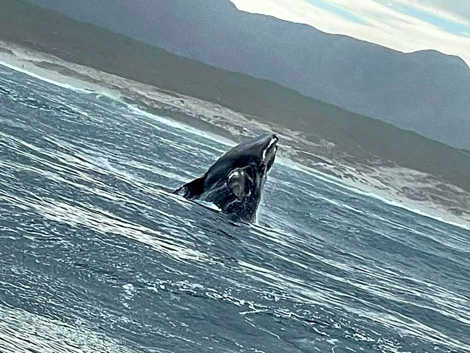 Whale and Gin Spotter