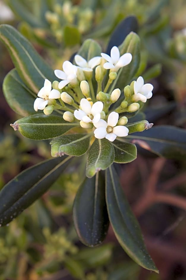 Anna Katerina Apartments