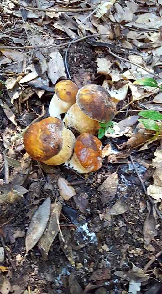 Bed And Breakfast Belvedere