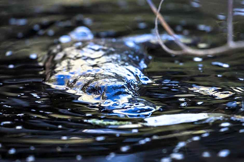 Cradle Gateway Chalets