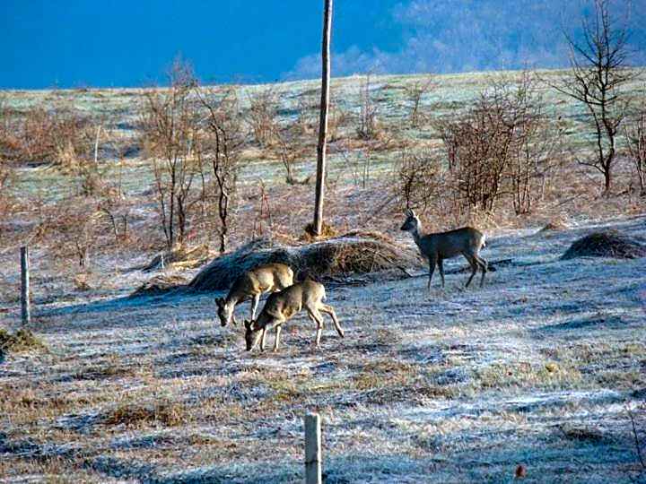 Complex Pristan in the mountain