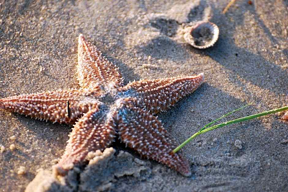 B&B Idylle aan Zee incl 2 Wellnessstudios