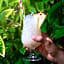 Marinell Collection Palm-Mar