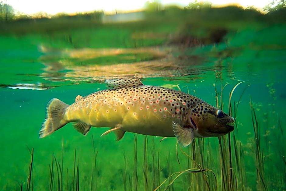 Lodge Hôtel de Sommedieue Verdun