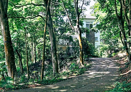 Green Wave Sanyi BY REINDEER