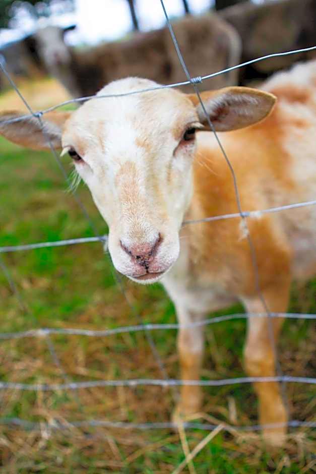 Landapartments Smitmans