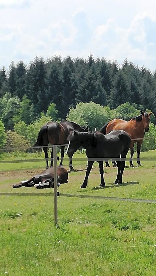 Chambre d'hôte équestre Au petit bonheur