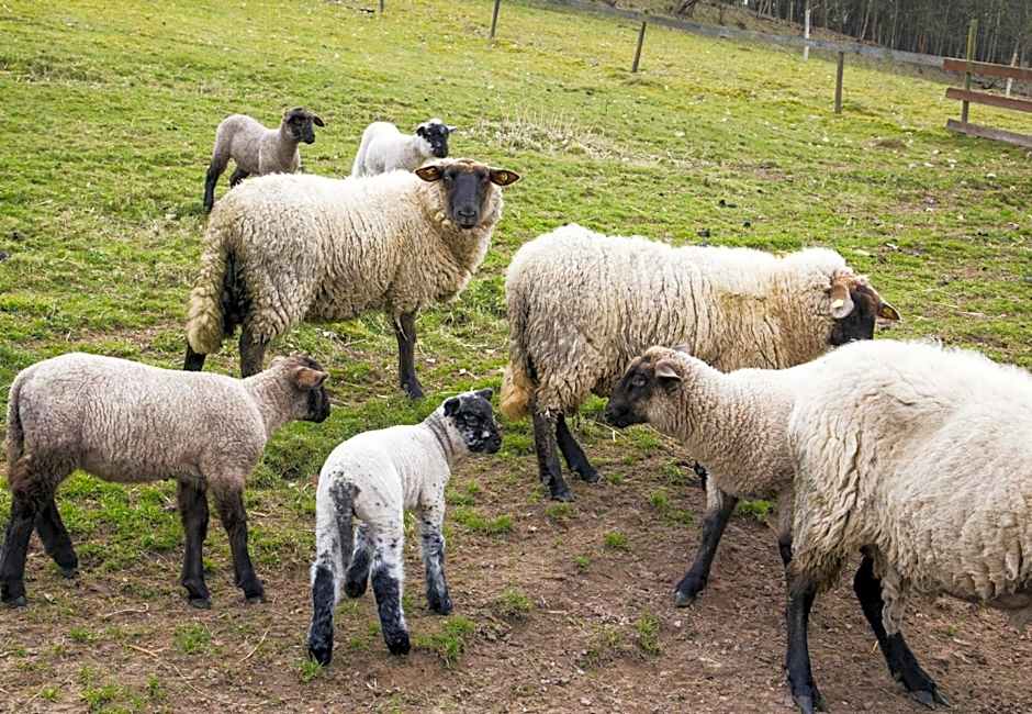 Hotel-Pension-Waldblick Garni