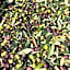 Agrialpi by Salfrutta