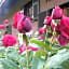 B&B The Roses Garden