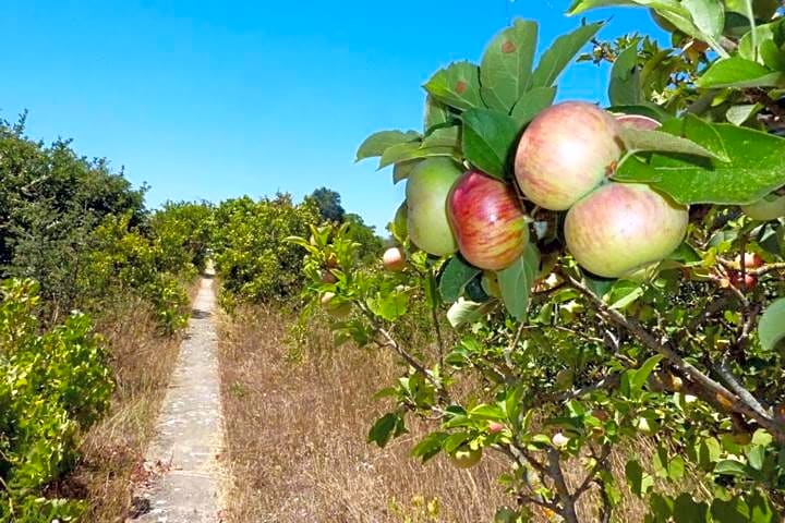 Quinta Laranjal da Arrabida