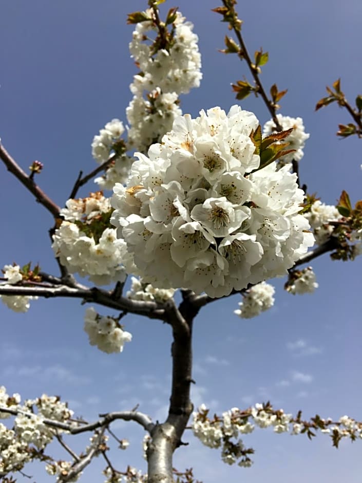 FINCA LA FOIA EL POU