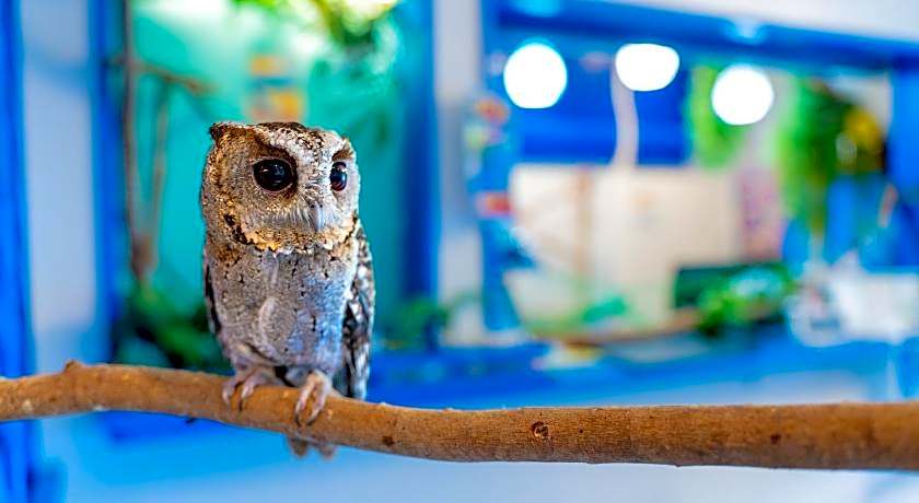 Little Mermaid Hotel Ishigakijima