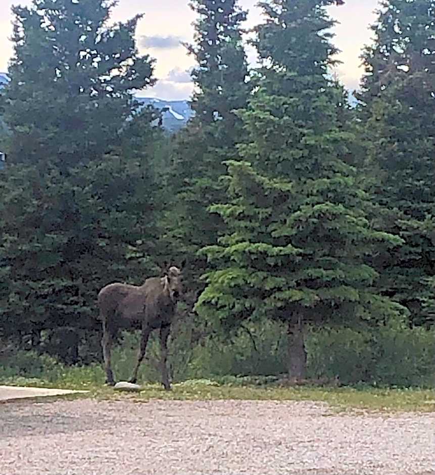 Denali Park Hotel