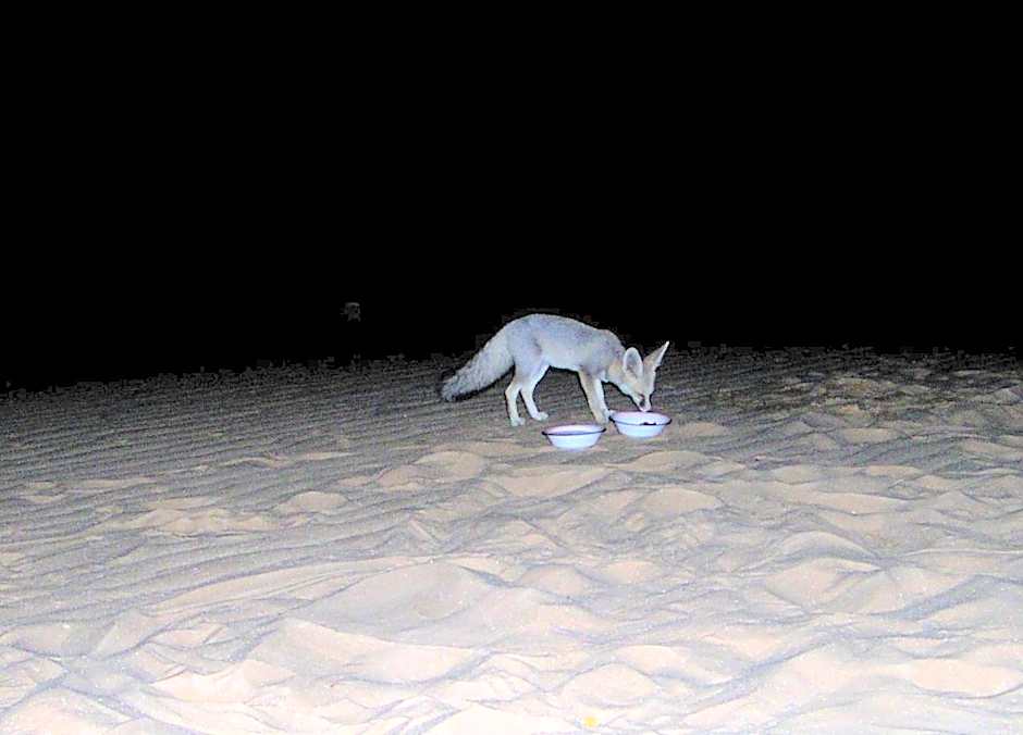 Western Desert Hotel & Safari