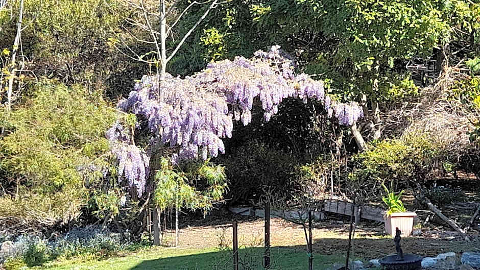 Waterview Gardens B&B