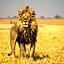 Ghoha Hills Savuti Lodge