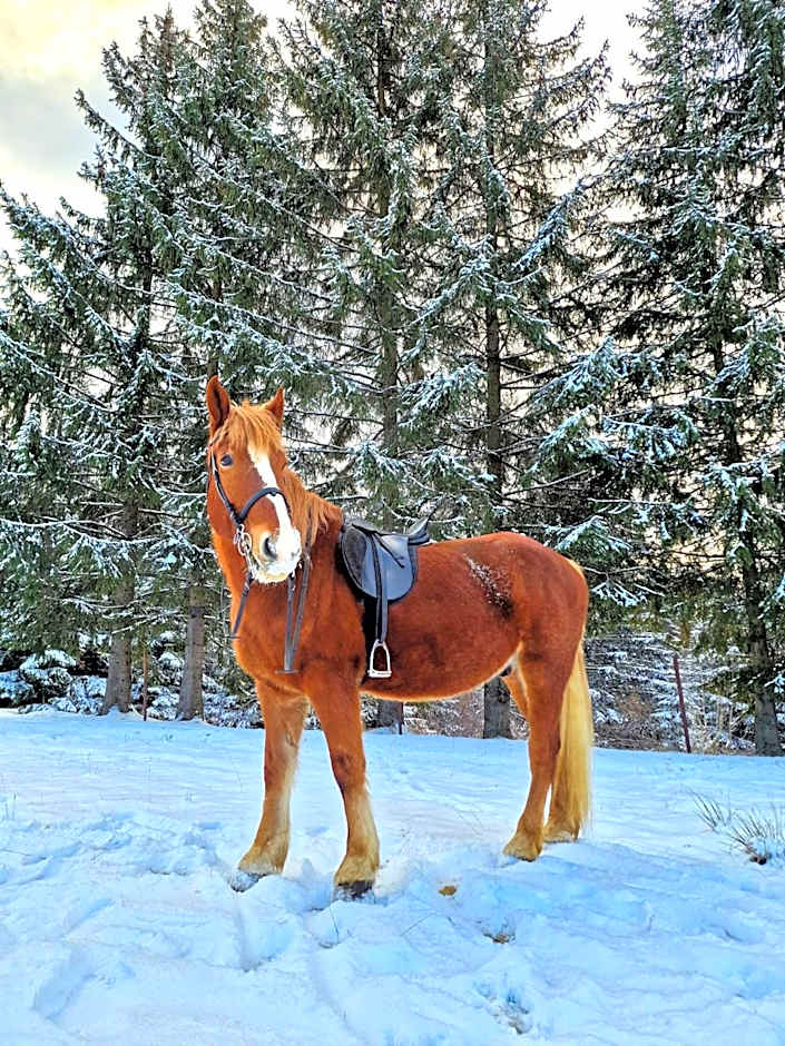 Centrul de Echitatie Poiana Brasov