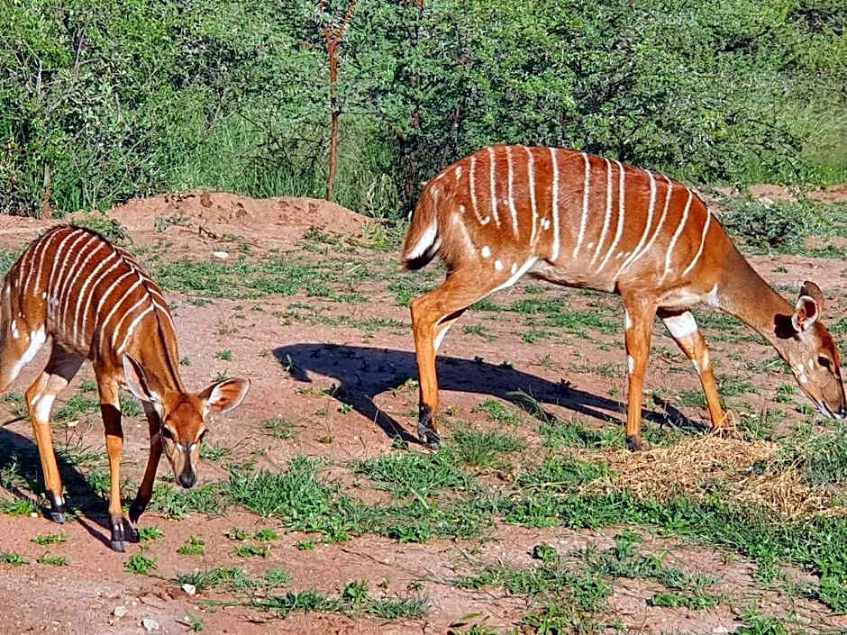 42@ Ditholo Game Lodge