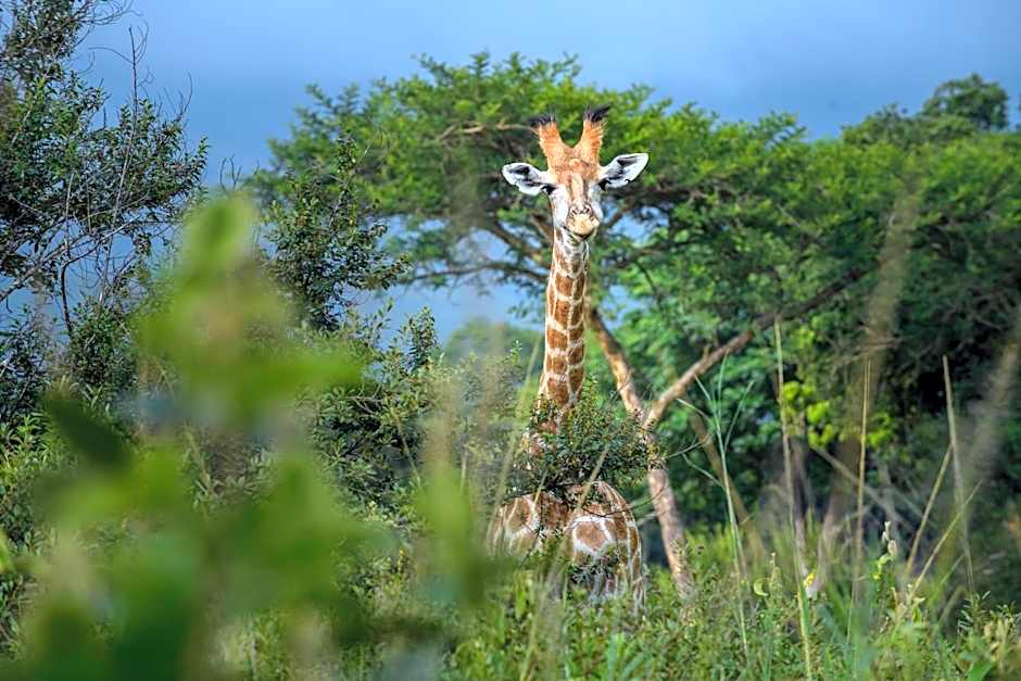 Caracal Lodge