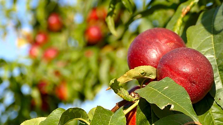 Residence Colle Veroni