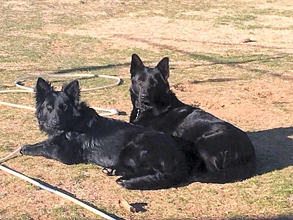 ALPINE COUNTRY MOTEL plus FREE COFFEE